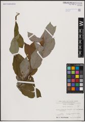 Foto von Salix caprea L.